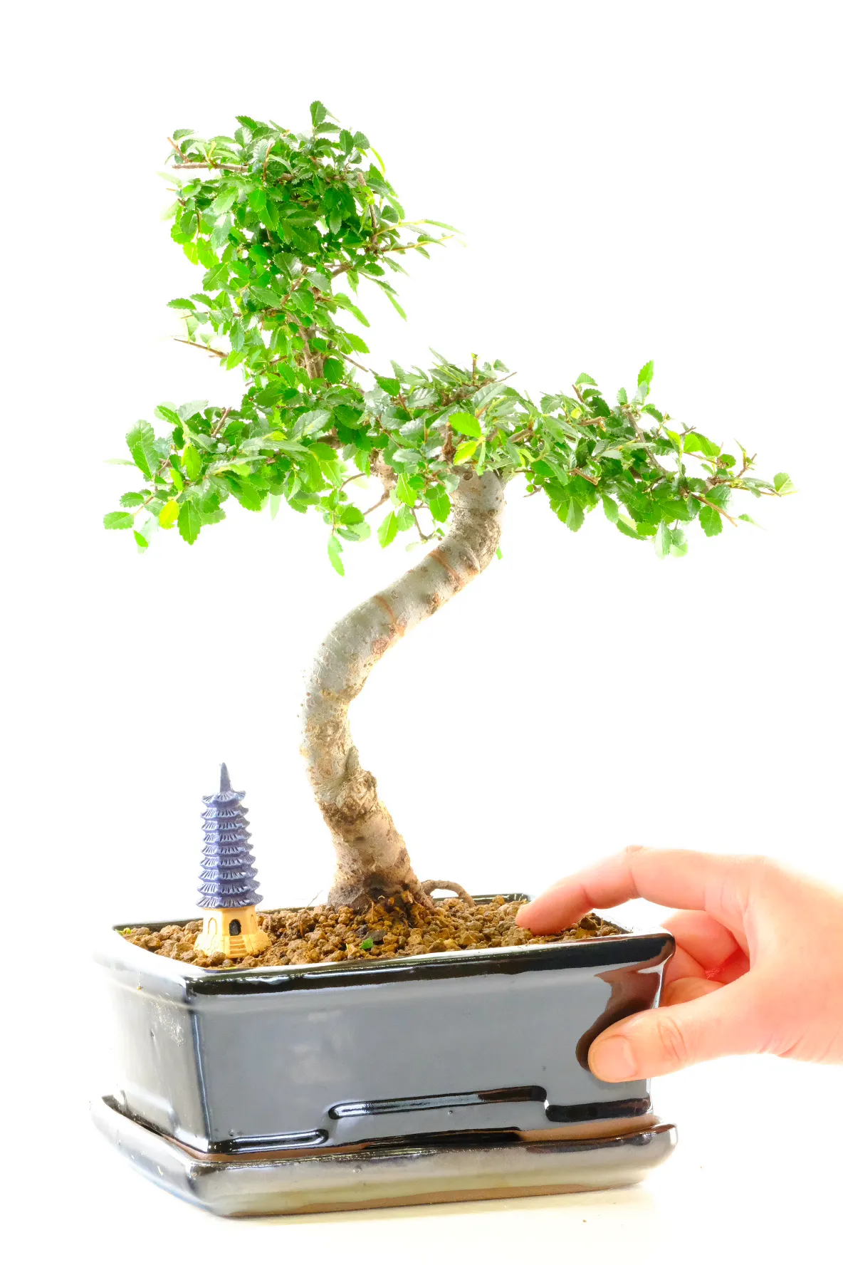 Chinese elm bonsai for beginners with oriental temple