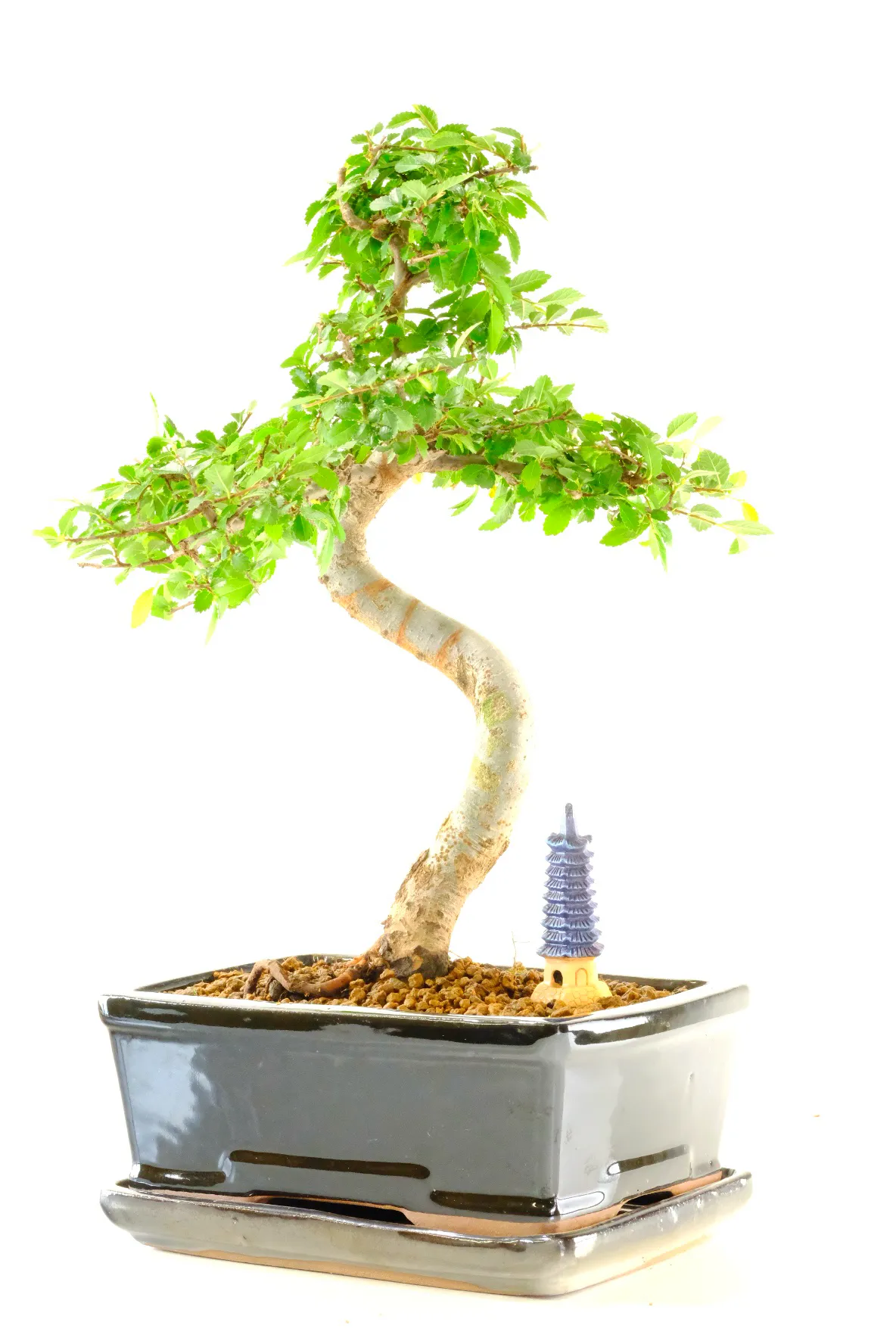 Chinese Elm bonsai for sale in premium black gloss pot with tray