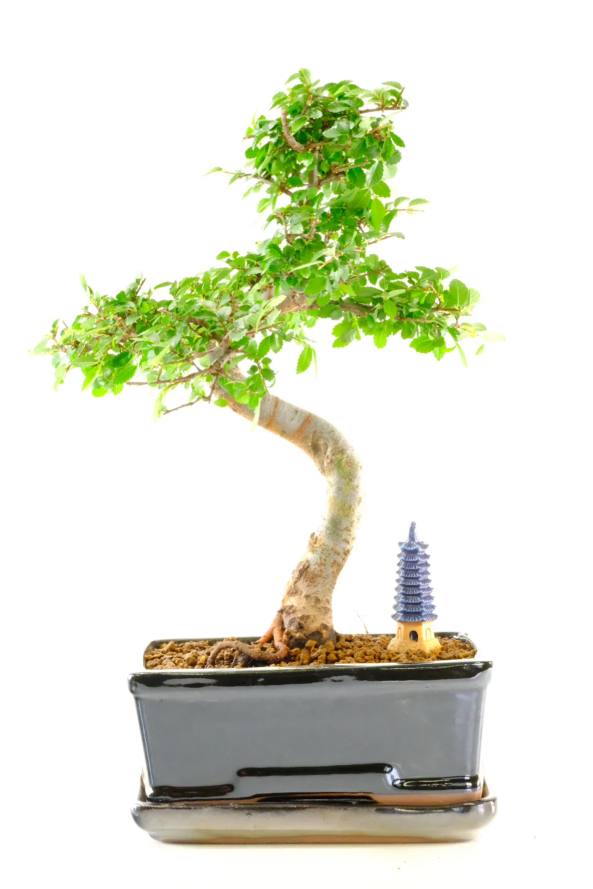 Chinese Elm Indoor Bonsai for Beginners with Wonderful Canopy