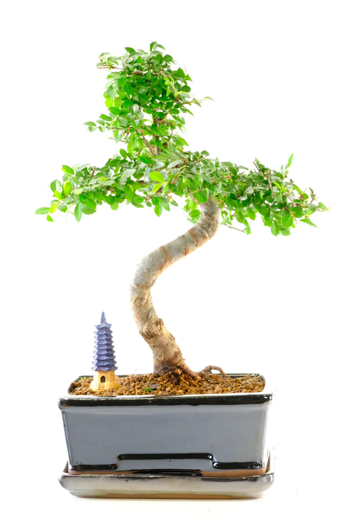 Dwarf Chinese Elm Bonsai for Beginners with Oriental Temple