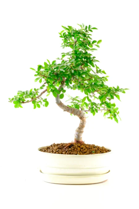 Beginners Chinese Elm Bonsai — Characterful, Twisty, and Full of Life