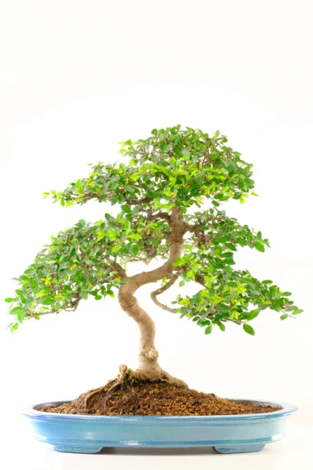Sensational 30-Year Specimen Elm Bonsai – Refined Specimen with Beautiful Nebari