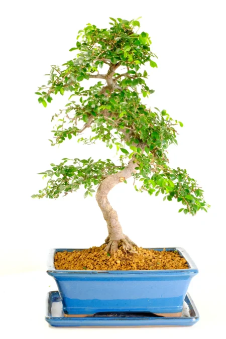 Character Chinese Elm (Ulmus parviflolia) Indoor Bonsai with Dramatic Roots, Trunk and Foliage Canopy