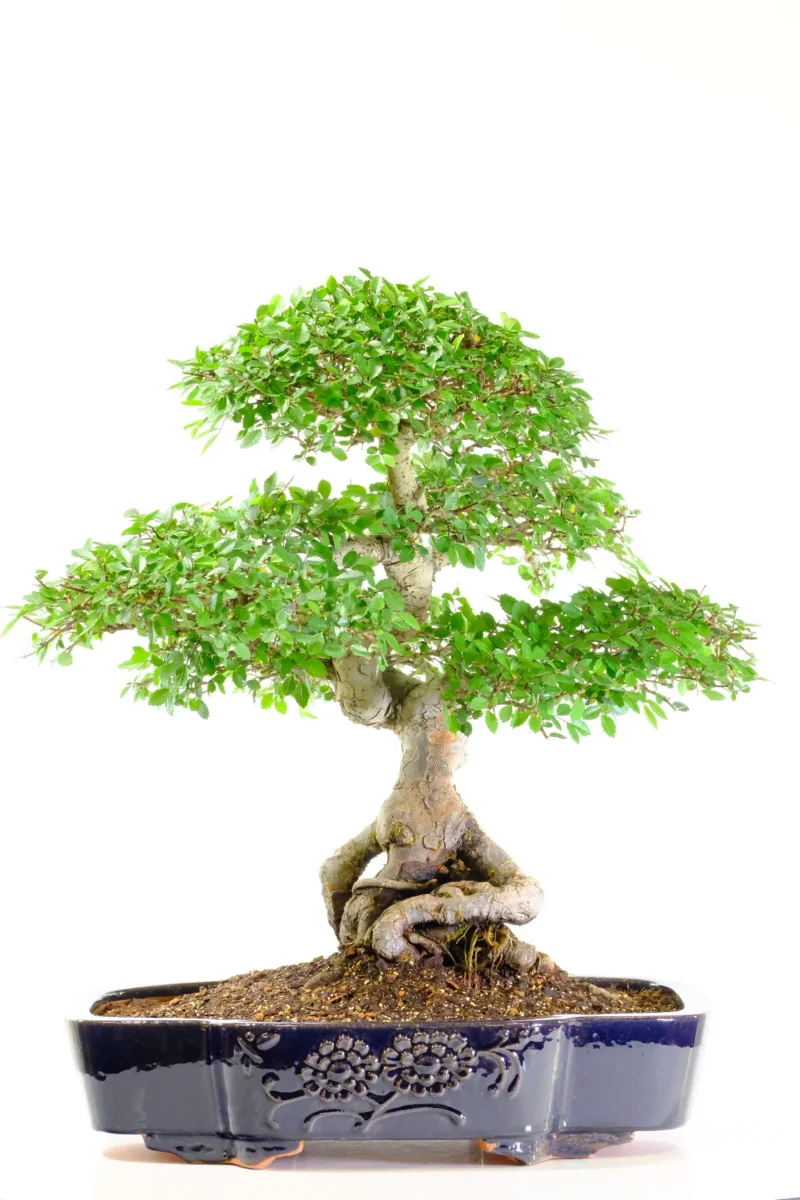 Exceptional 34-Year-Old Indoor Cork Bark Elm Bonsai Tree – Master-Styled Ulmus parvifolia in Midnight Blue Lotus Pot