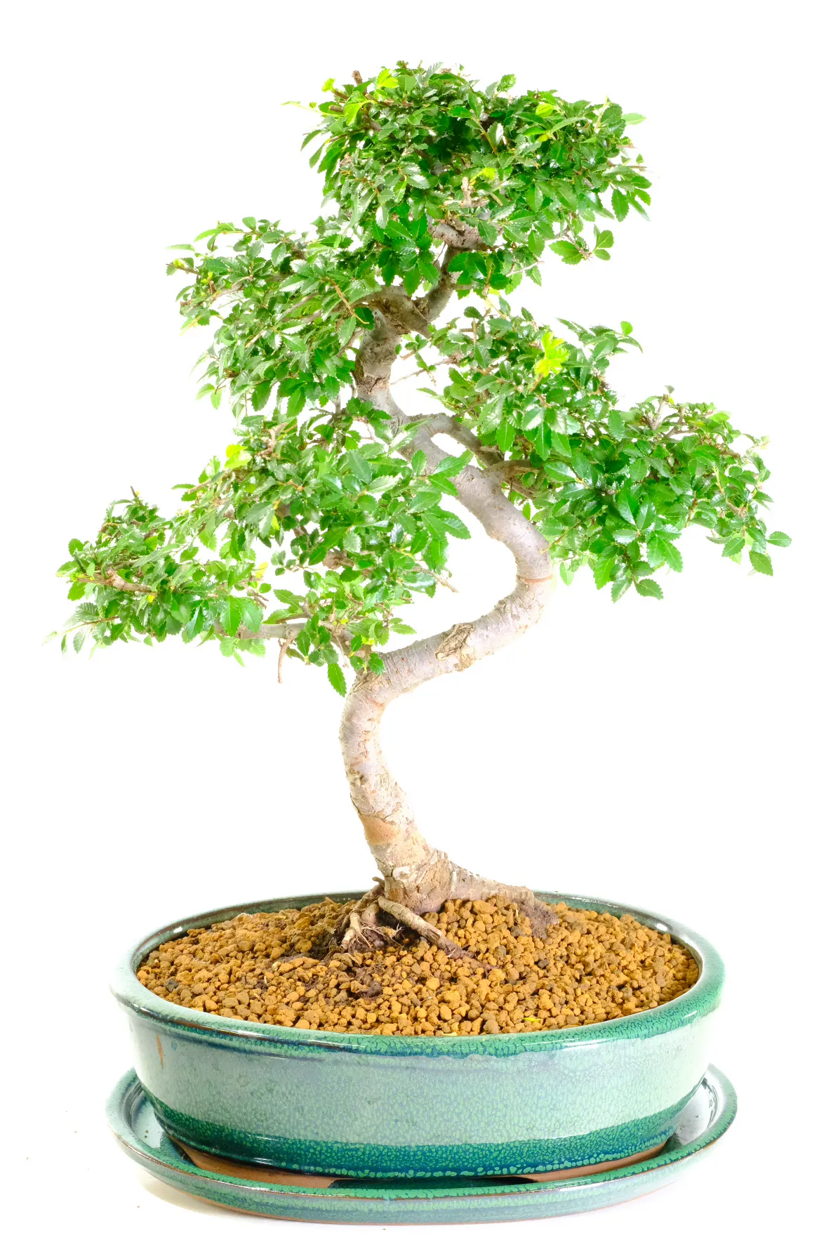 Chinese Elm Bonsai for sale in new green ceramic bonsai pot