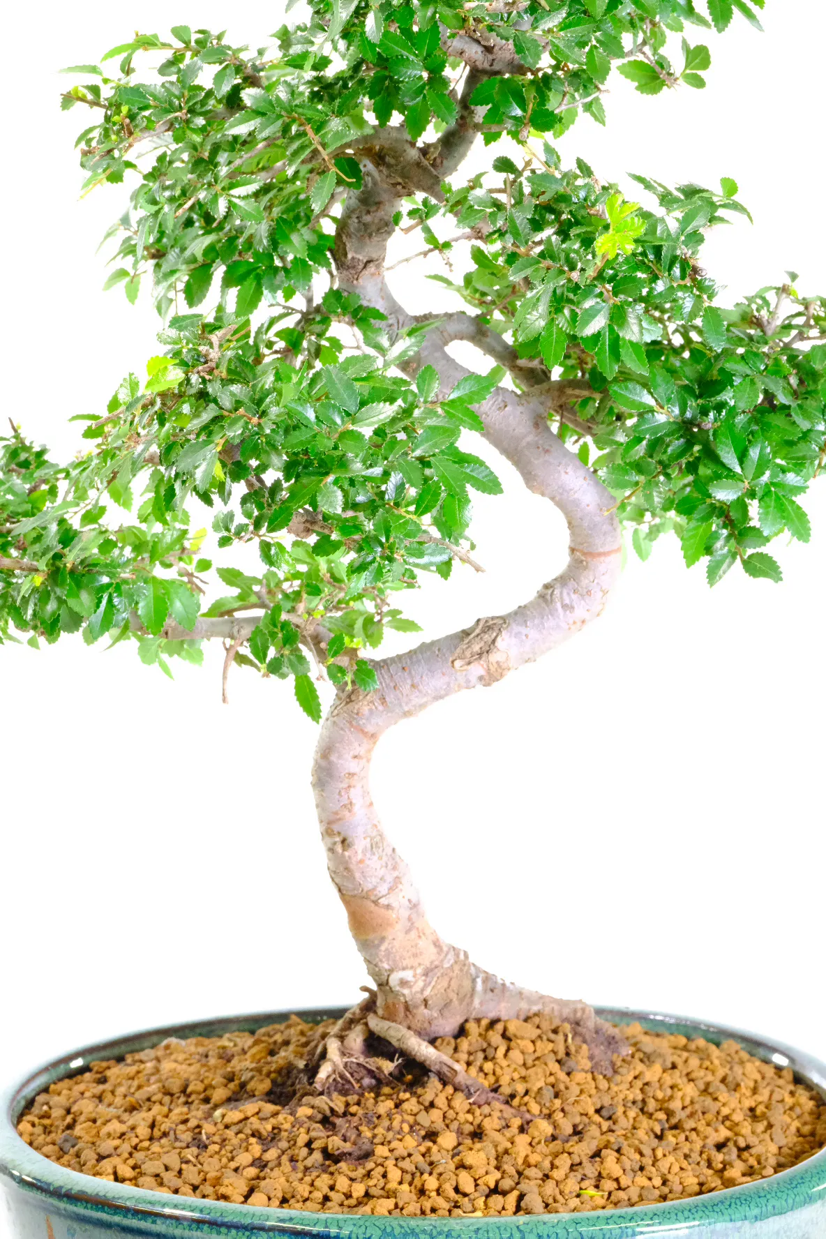 Ulmus parvifolia premium indoor bonsai for sale
