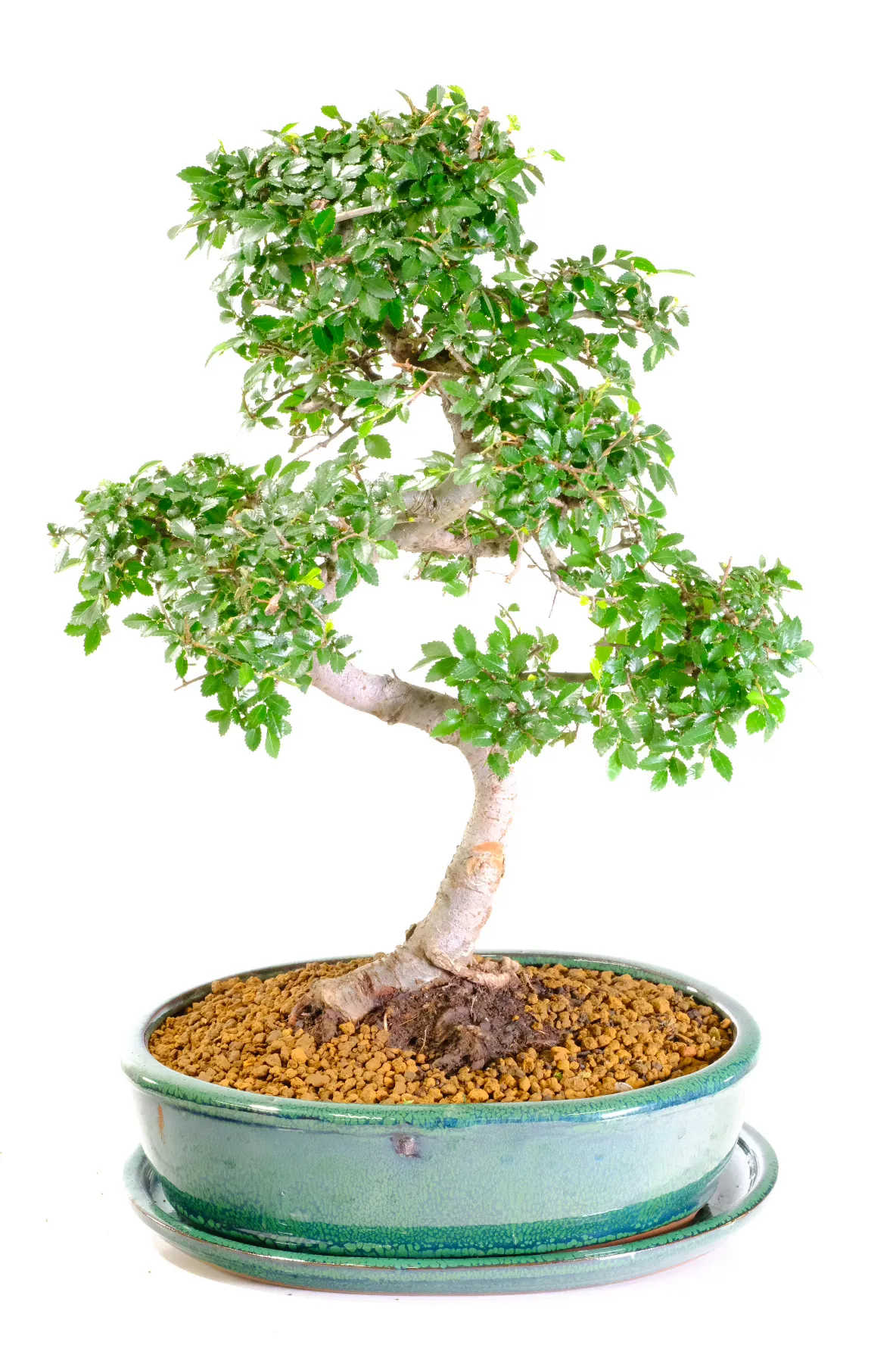 Top quality Elm bonsai for sale in new green bonsai pot