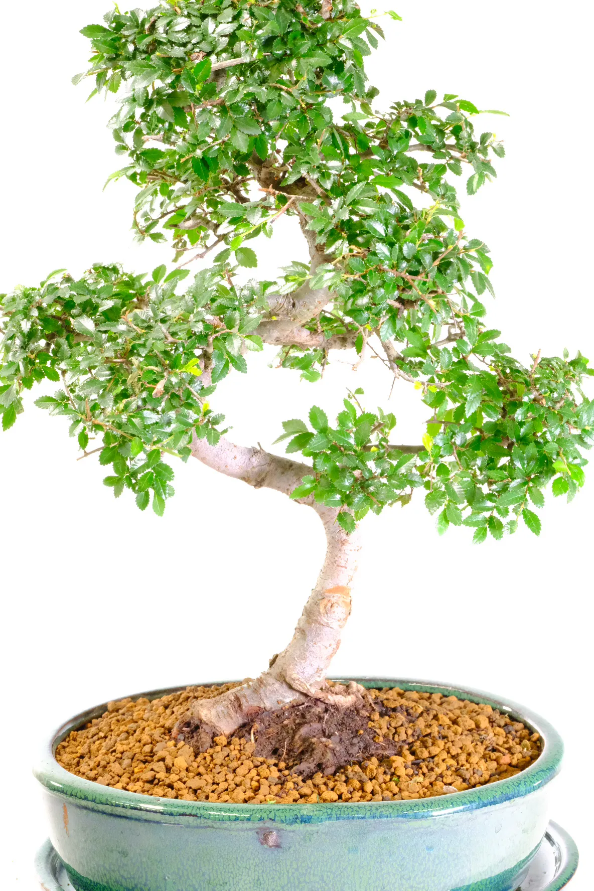 A Beautiful Bonsai for Everyday Enjoyment