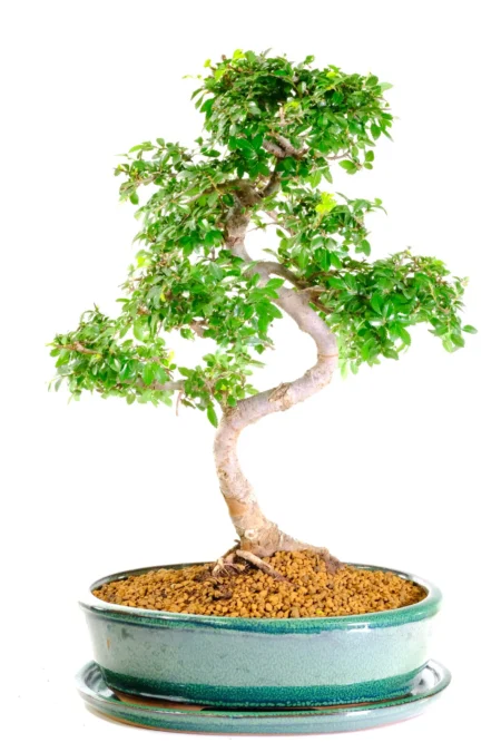 Stately Large Indoor Chinese Elm Bonsai with Twisty Trunk and Fresh Foliage