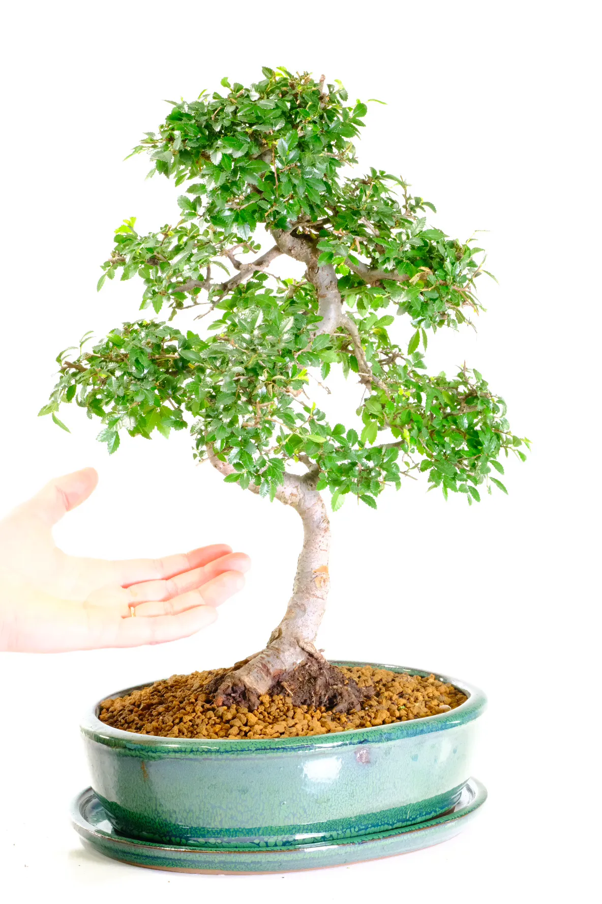 Elegant Ulmus Bonsai Tree with S-Shaped Trunk