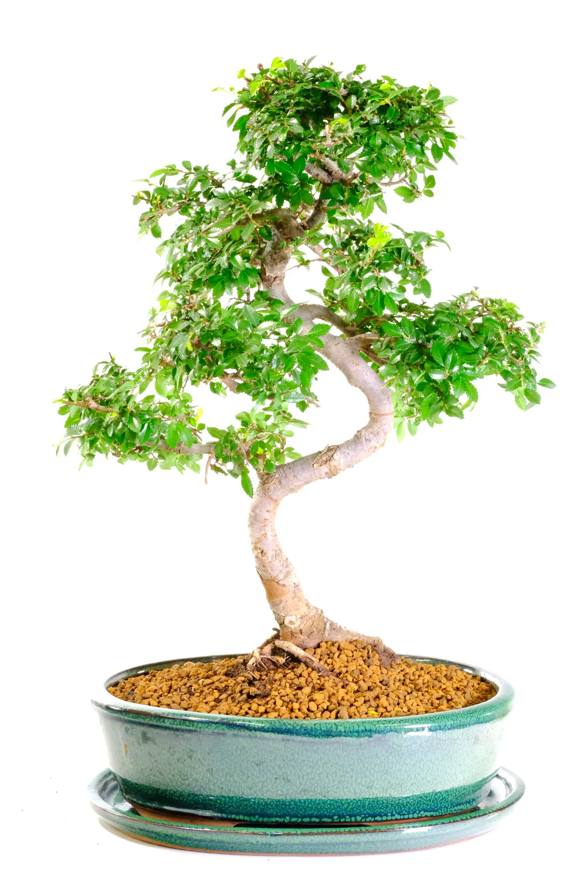 Stately Large Indoor Chinese Elm Bonsai with Twisty Trunk and Fresh Foliage