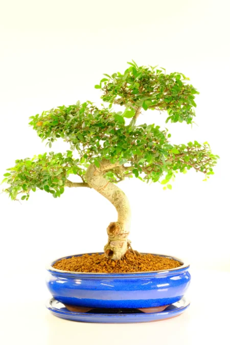 Large Ulmus parvifolia Bonsai Tree with Powerful Twisting Trunk and Spectacular Nebari