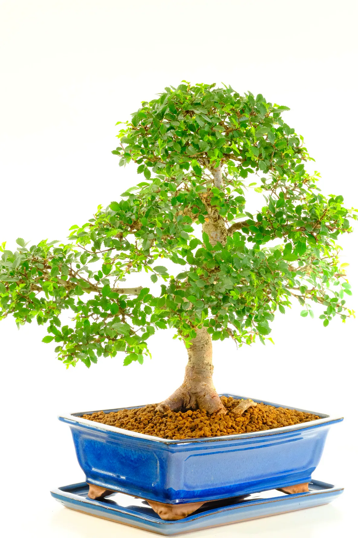 Supreme large beginners indoor bonsai for sale