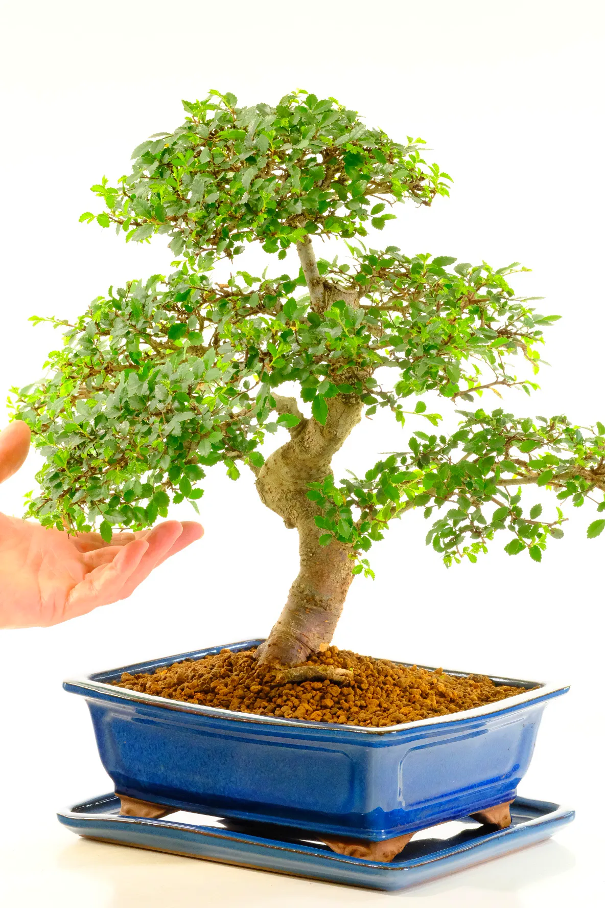 Stunning Elm bonsai for beginners with free delivery available