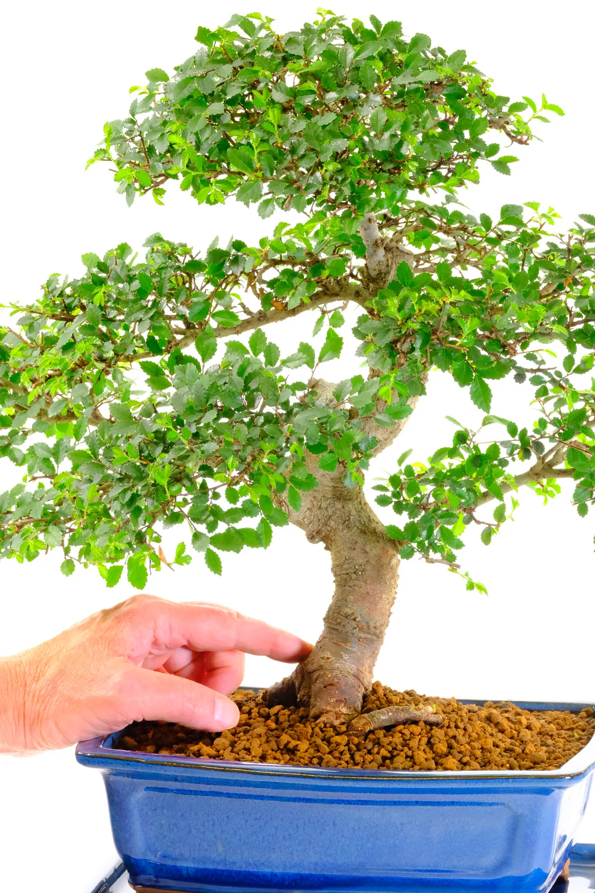 Strong powerful 24 year Ulmus parvifolia bonsai tree for sale