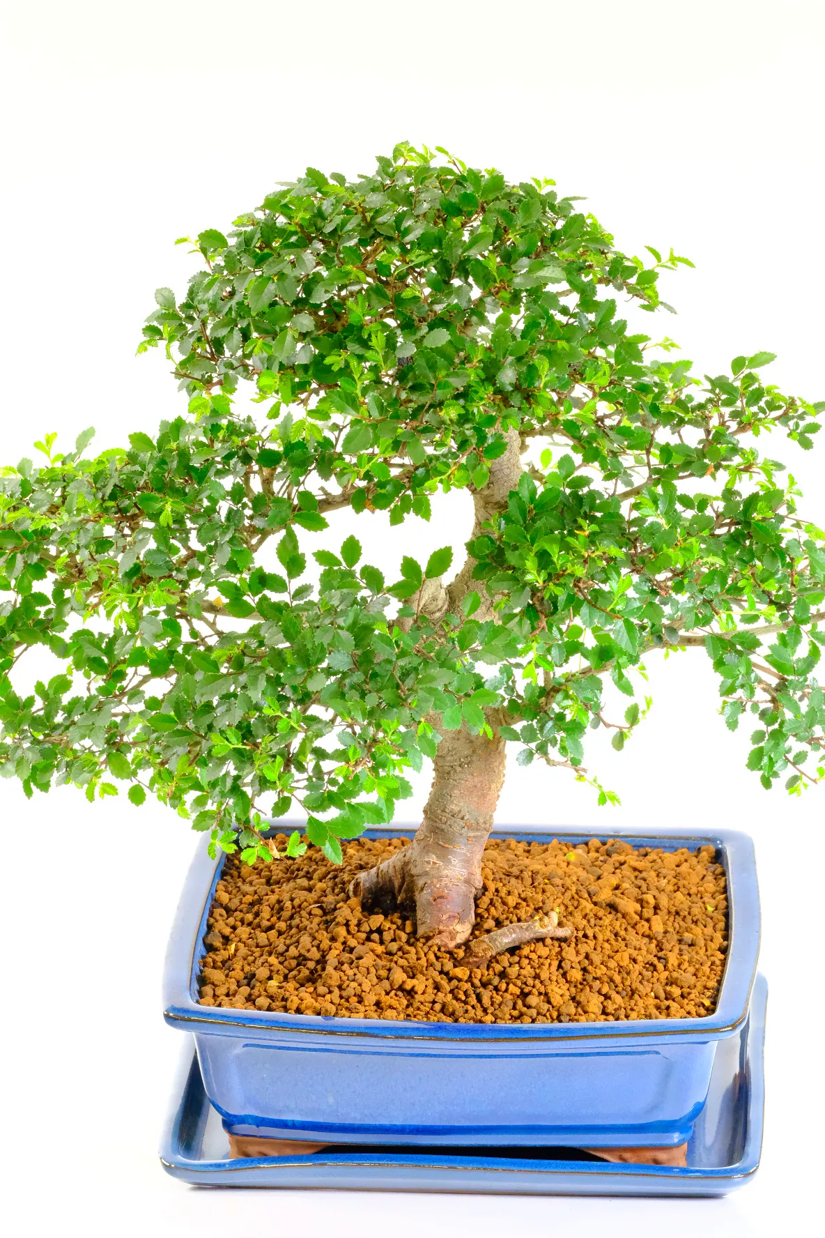 Specimen Cork Bark Chinese Elm Bonsai | Premium 24 Year Old Tree