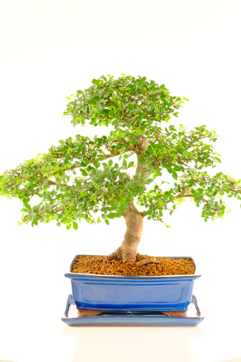 Specimen Cork Bark Chinese Elm Bonsai – 24-Year-Old Masterpiece