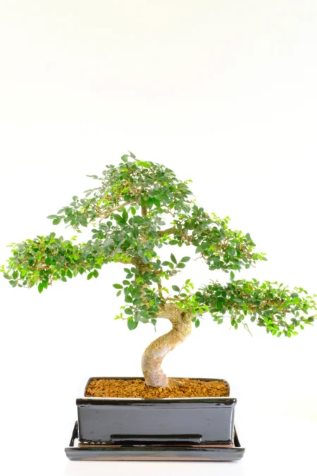 Characterful Ulmus parvifolia Cork Bark Bonsai Tree in Gloss Black Ceramic Pot