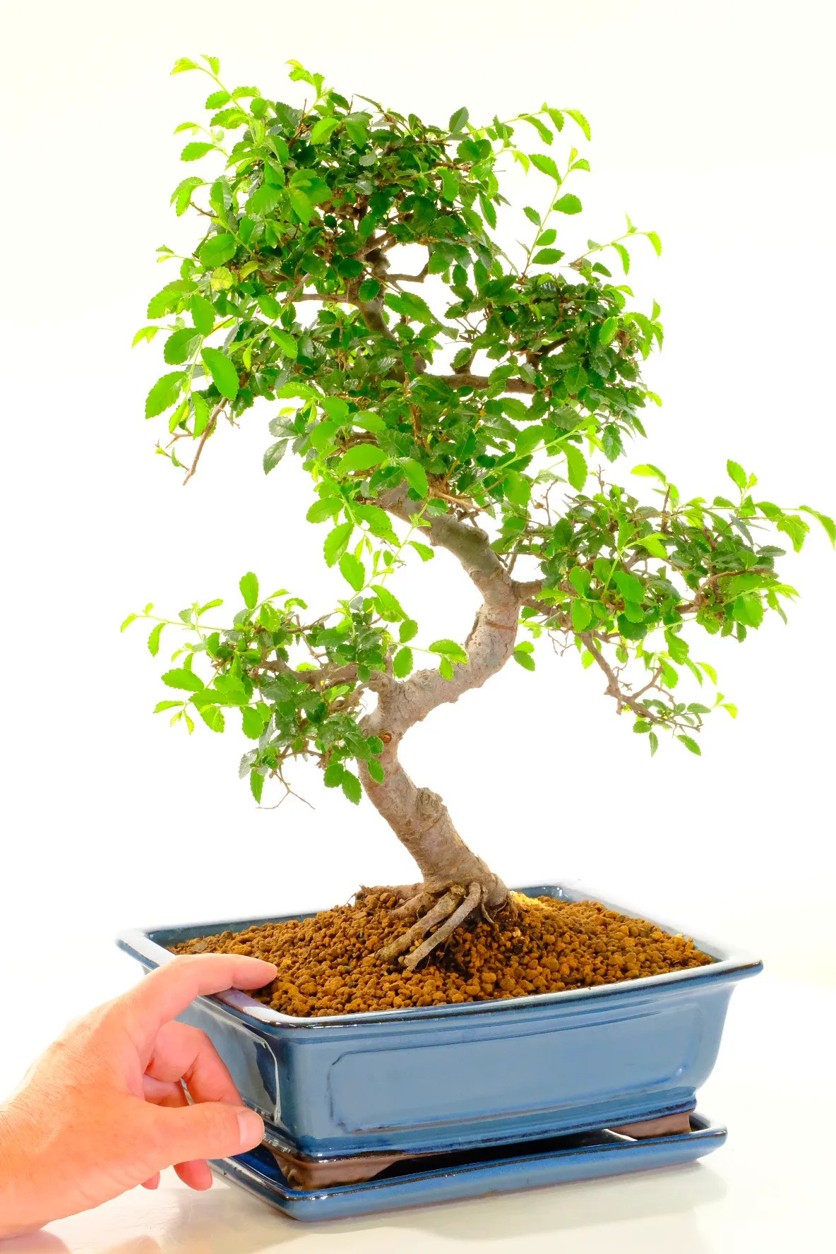 Easy Care Bonsai Plant - Phenomenal Styling & Rich Foliage