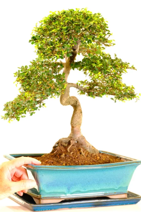 Ulmus parvifolia specimen for sale with remarkable structure