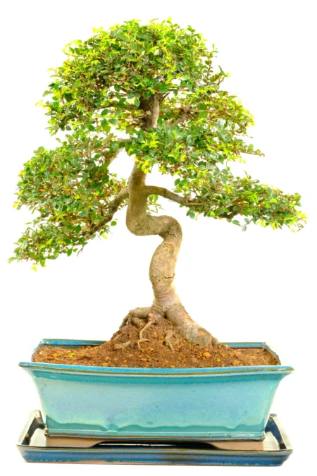 Phenomenal Impressive Chinese Elm Bonsai - An Extraordinary Indoor Specimen [Excellence Range]