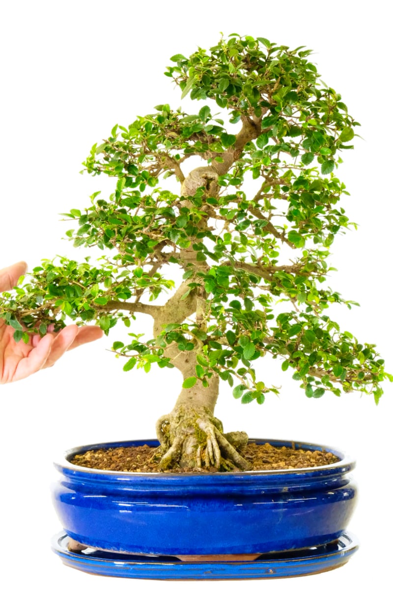 Specimen Chinese Elm bonsai tree