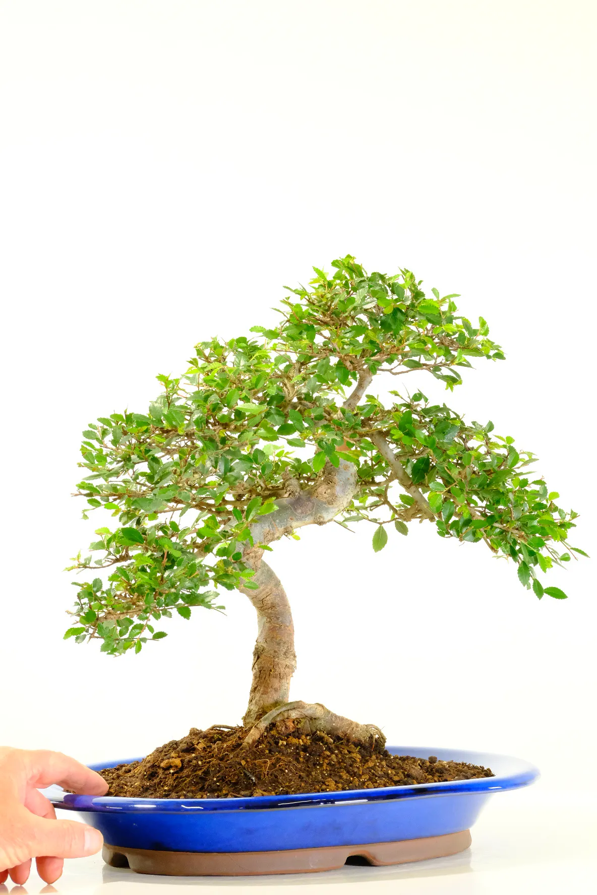 Incredible styling on this larger Chinese Elm Bonsai