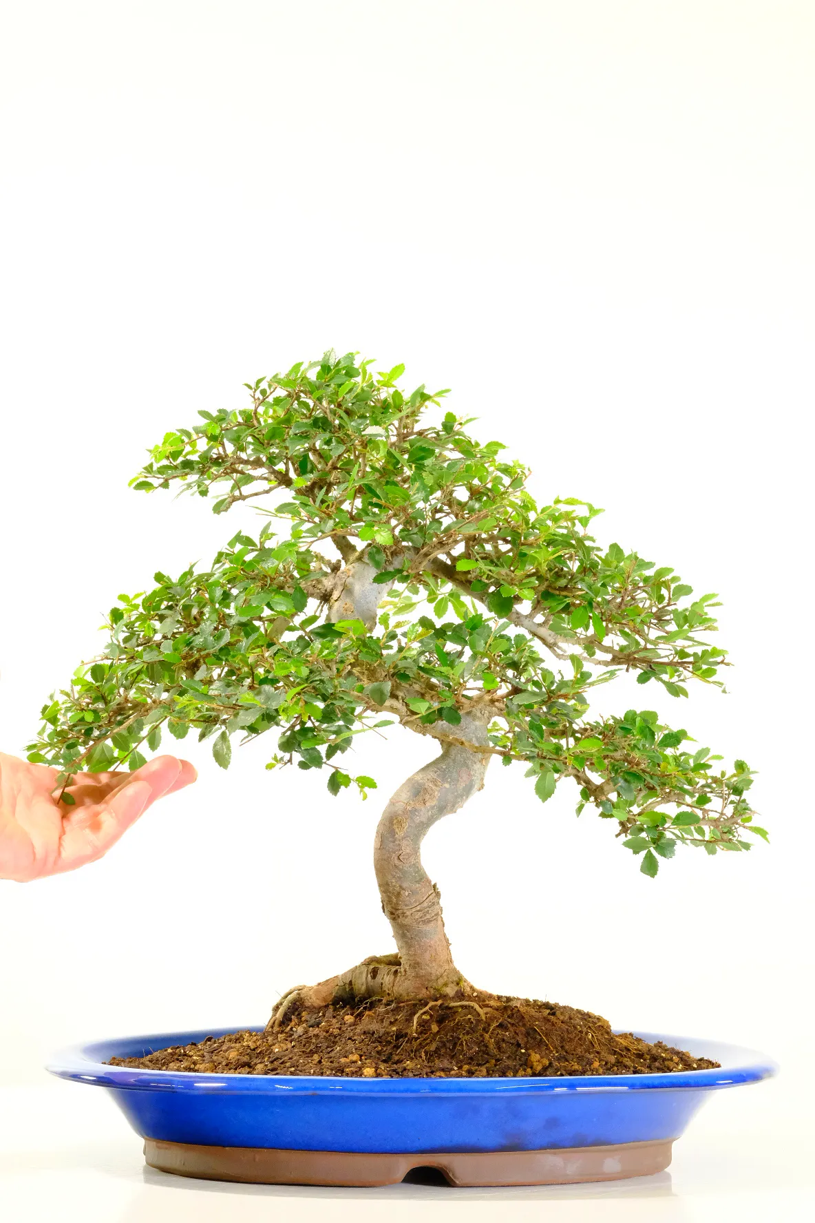 Incredible Chinese Elm indoor bonsai tree for sale UK