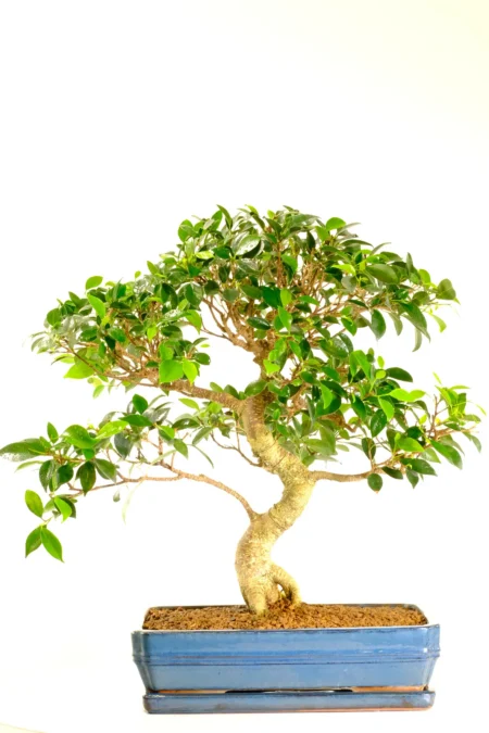 Phenomenal large Ficus bonsai tree UK