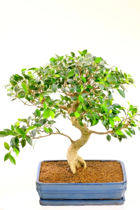 35 year old premium range Banyan fig tree