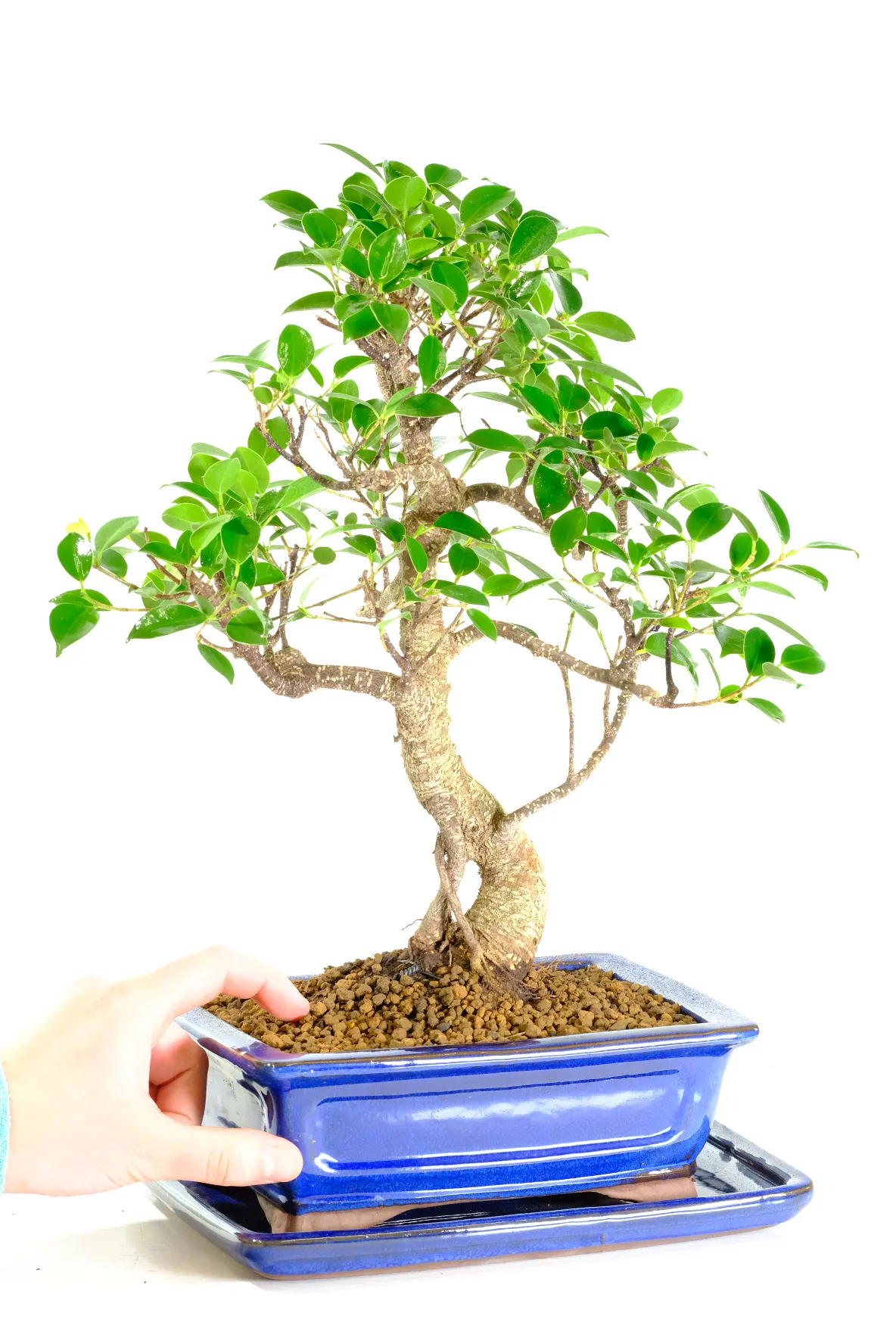 Aerial roots, silvery striations - Quality Ficus bonsai for sale