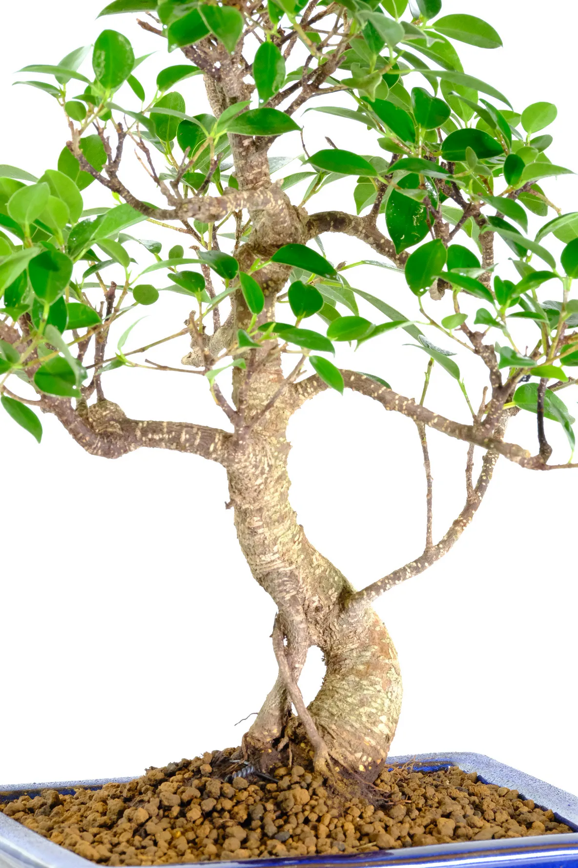 Smooth taper of this strong powerful trunk | Ficus bonsai for sale