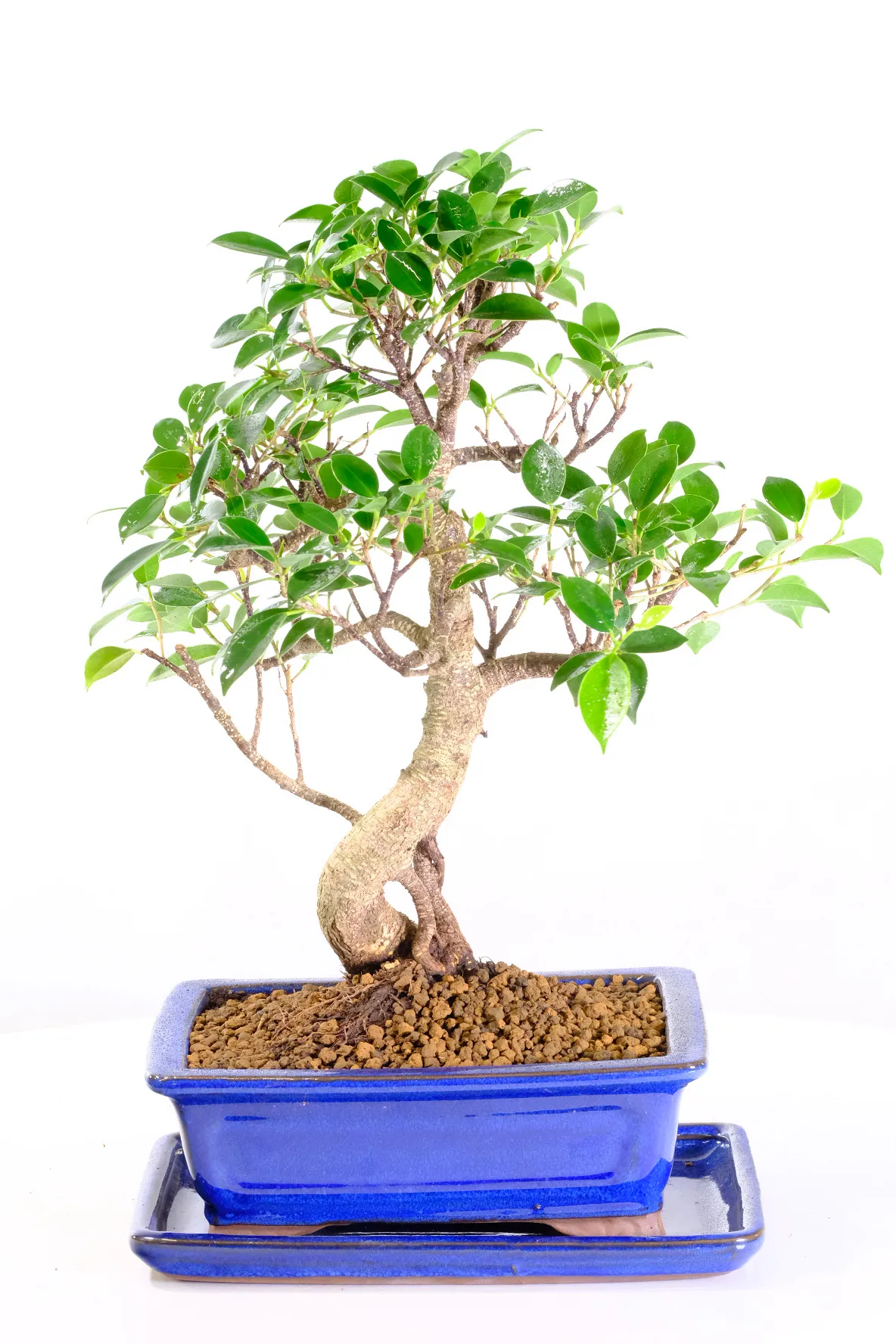 Ficus banyan bonsai - Individually photographed