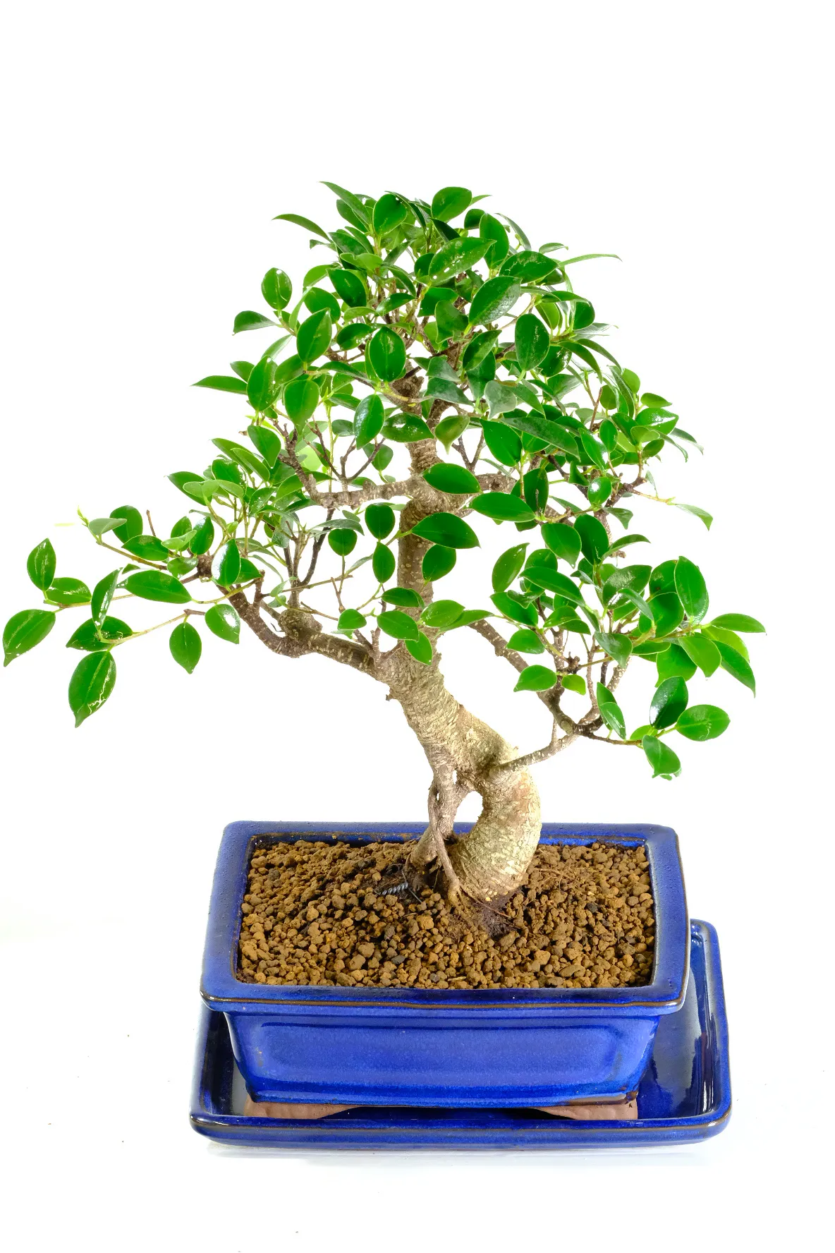 Serpentine Ficus Indoor Bonsai with Silver Striations