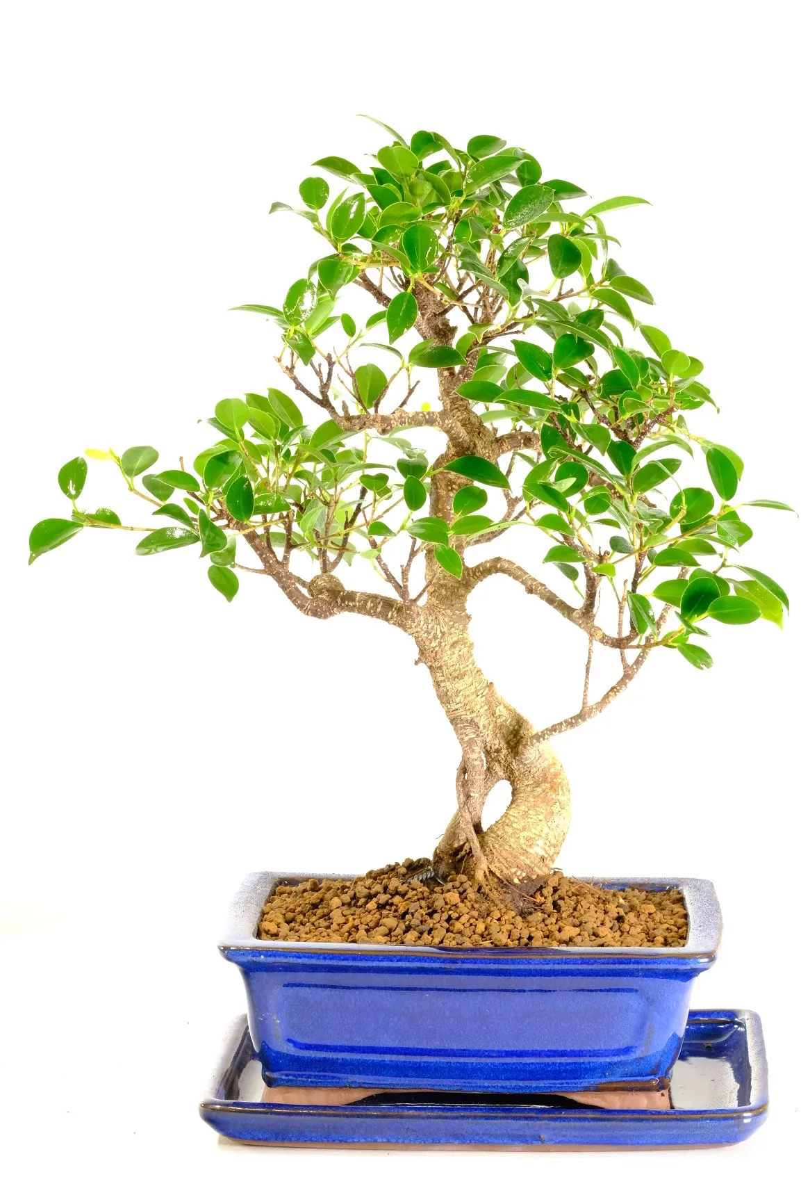 Twisty Ficus retusa Bonsai in Blue Ceramic Pot