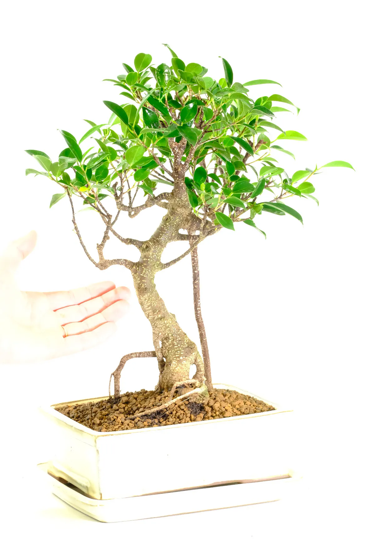 Banyan bonsai for sale in new cream pot