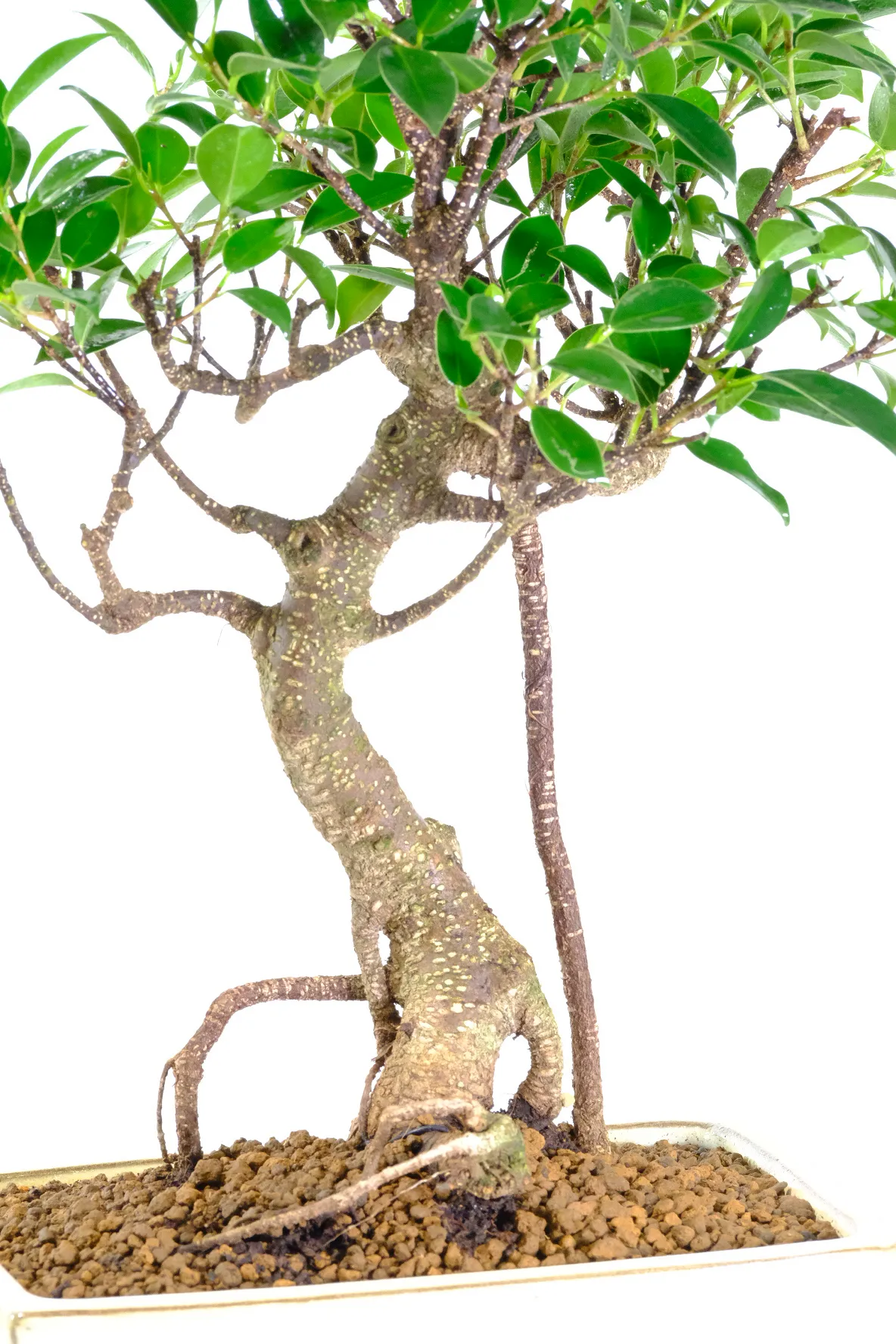 Close up of the powerful trunk & aerial roots