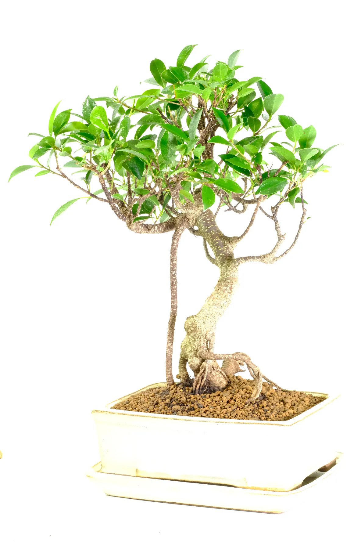 Ficus retusa bonsai for sale | Aerial roots and new cream pot