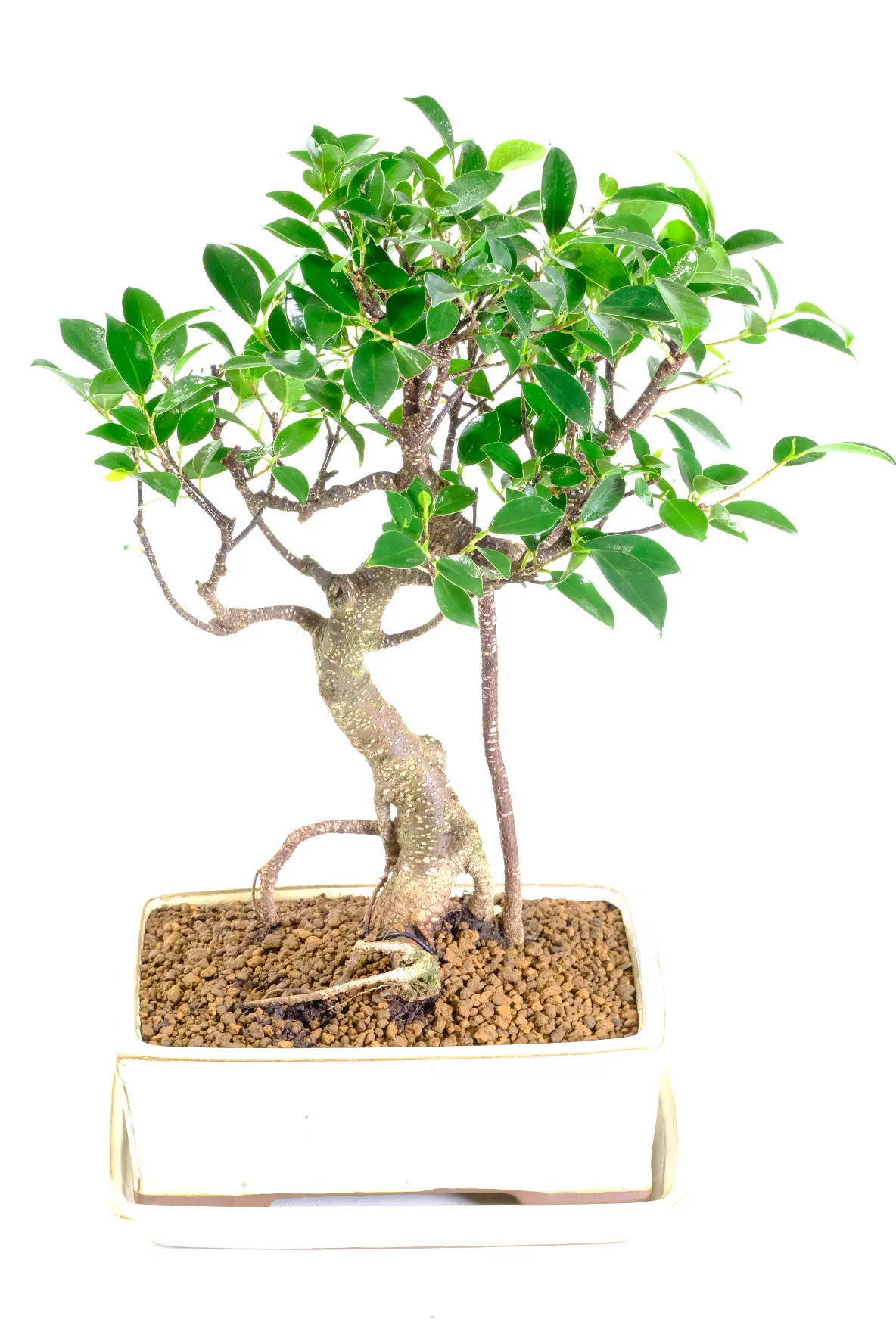 Elegant 10-Year-Old Ficus Retusa Indoor Bonsai - A Banyan Beauty