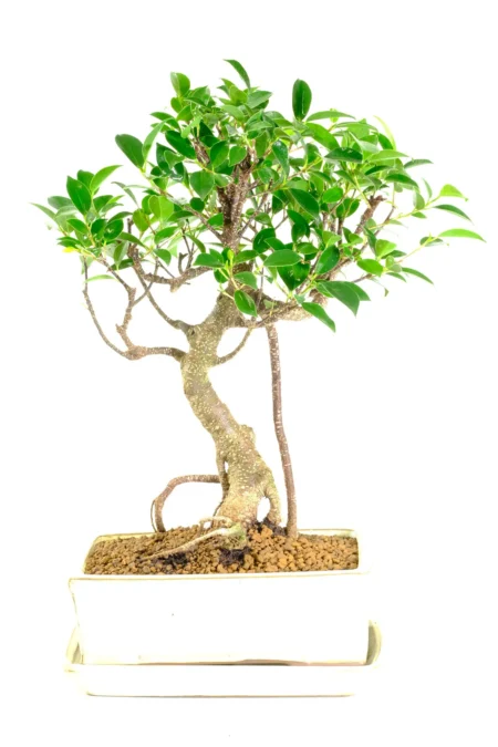 Gorgeous 10-Year-Old Bonsai Ficus retusa | Elegant Banyan Tree with Aerial Roots – Perfect for Beginners