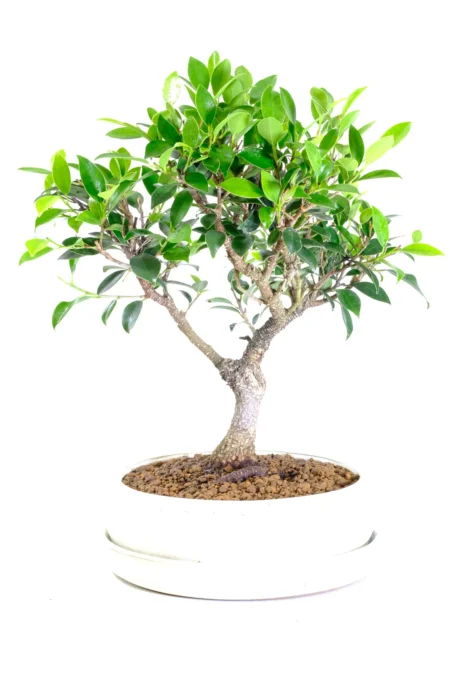 Beautiful Ficus Indoor Bonsai Tree with Fabulous Foliage - Potted in a Classic Ivory Pot