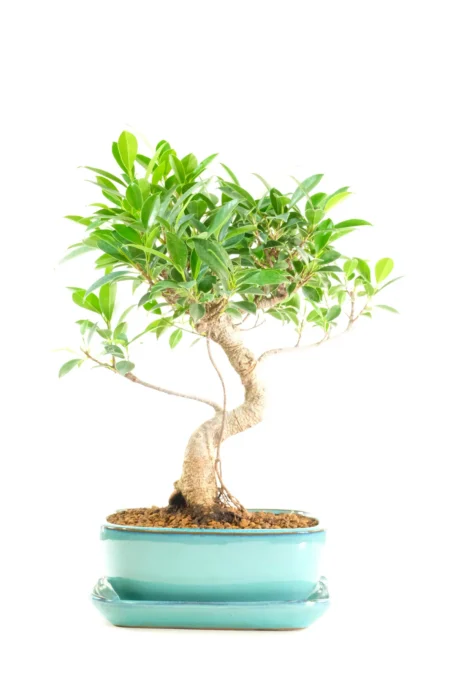 Twisty 16-year-old Ficus retusa Bonsai in Blue Ceramic Pot