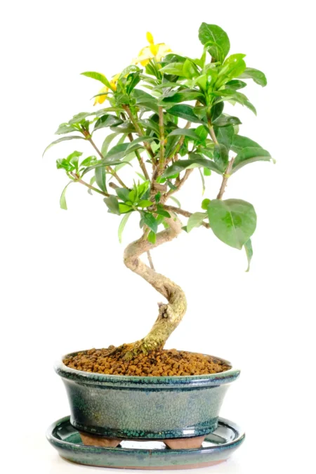 Beautiful Gardenia bonsai tree UK