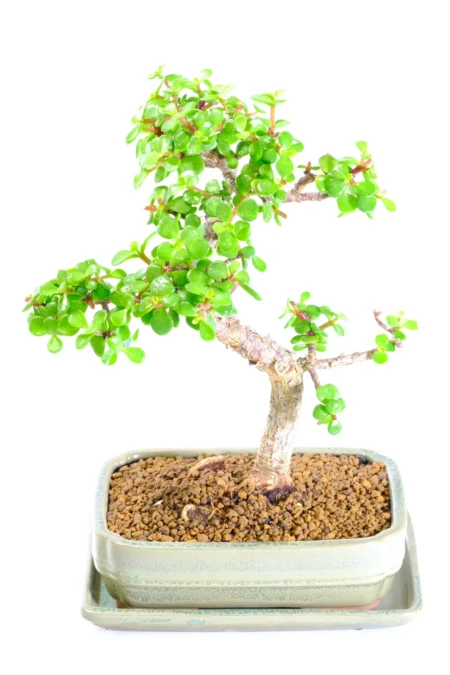 Twisty Money Tree Bonsai | Spiralling Trunk, Compact Canopy & Symbol of Prosperity