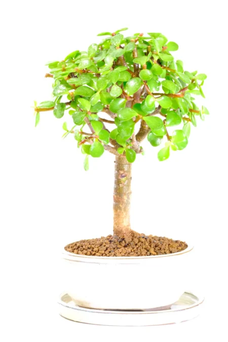 Jade Bonsai Tree (Money Bonsai) – 9 Year Old Informal Upright (Portulacaria afra)