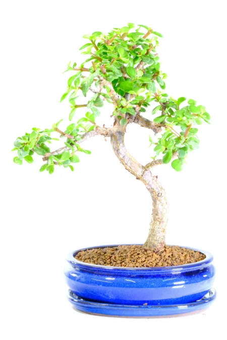 Graceful 'Good Luck Tree' Bonsai with Striking S-Shaped Trunk