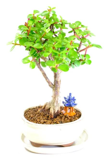 Woodland-Style Jade (Money Tree) Bonsai with Vibrant Gem-Shaped Leaves | Styled on Elephant Tree
