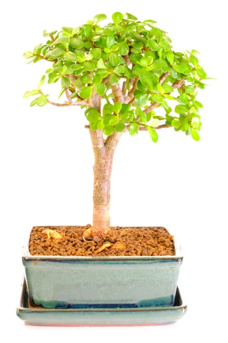 Outstanding 8-Year-Old Money Tree Bonsai (Jade) with 'V-Shape' trunk