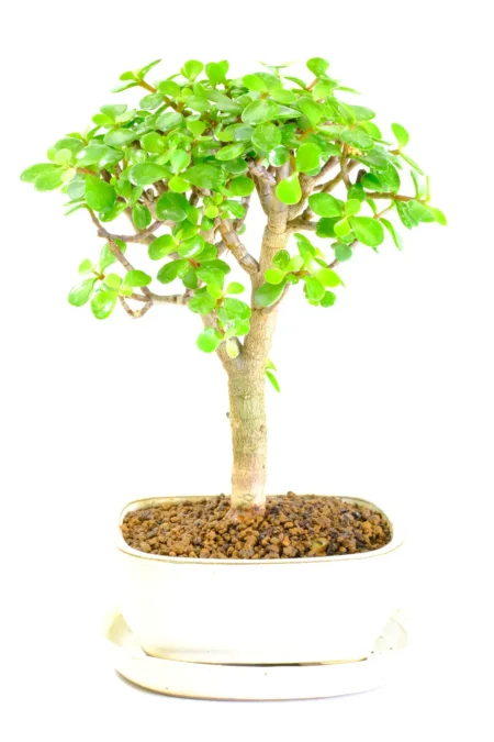 Forked Money Tree Bonsai | Distinctive Trunk, Compact Canopy & Symbol of Prosperity