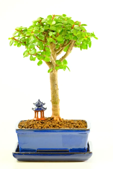 Character broom style Jade bonsai tree